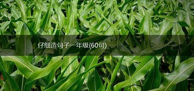 仔细造句子一年级