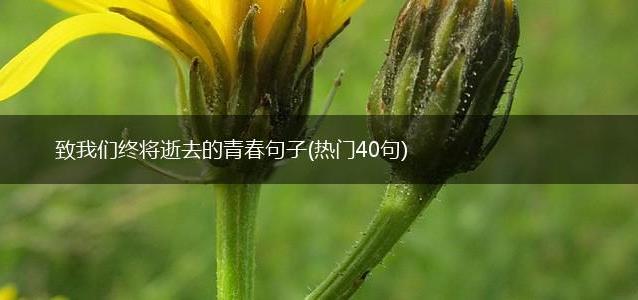 致我们终将逝去的青春句子