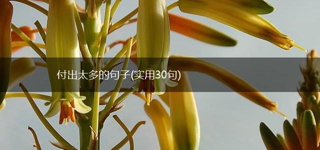付出太多的句子