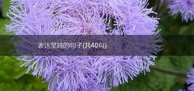 表达坚持的句子