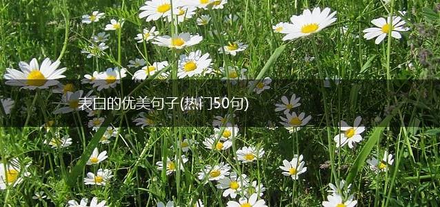 表白的优美句子