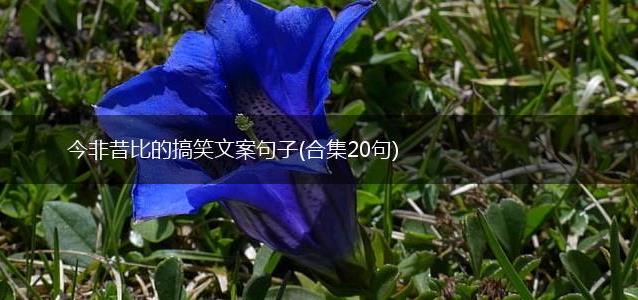 今非昔比的搞笑文案句子