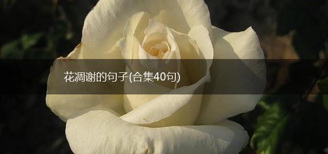 花凋谢的句子