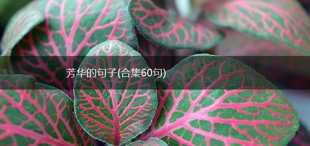 芳华的句子