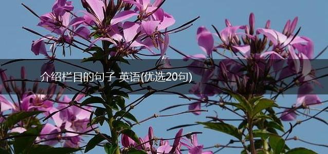 介绍栏目的句子 英语