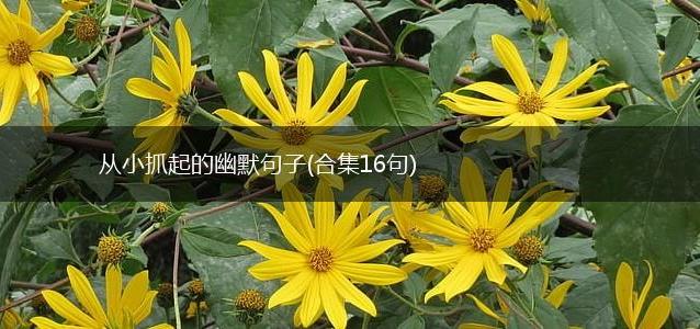 从小抓起的幽默句子