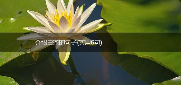 介绍白茶的句子