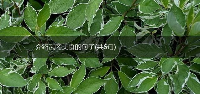 介绍武冈美食的句子