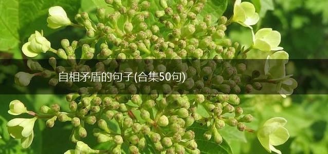 自相矛盾的句子