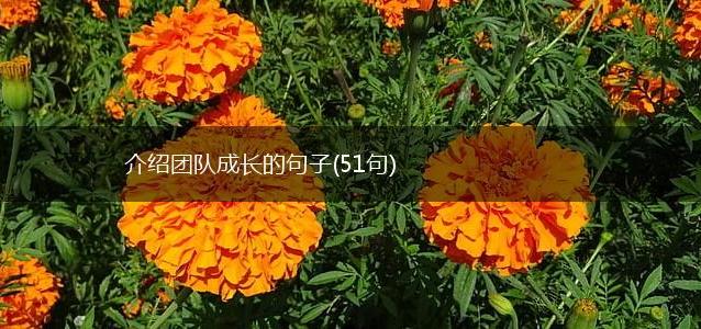 介绍团队成长的句子