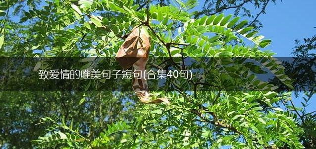 致爱情的唯美句子短句
