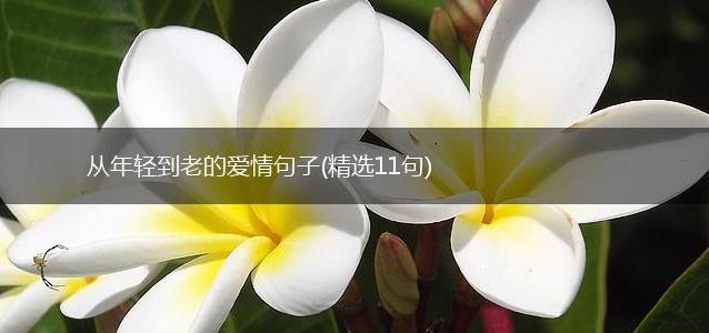 从年轻到老的爱情句子