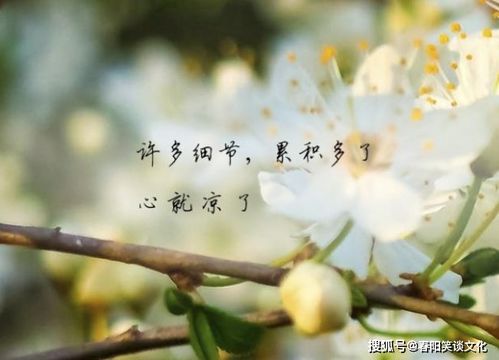 描写照料人句子
