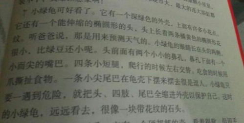 关于描写小乌龟的幽默句子