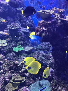 描写海洋馆中感兴趣的句子
