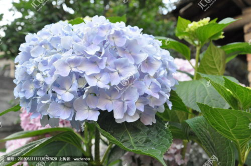 描写绣球花的优美句子200字,描写白色绣球花的优美句子,描写绣球花的优美句子20字
