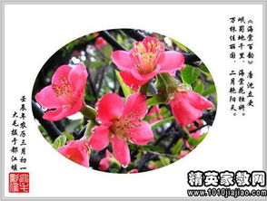 句子,描写,赞美,花儿