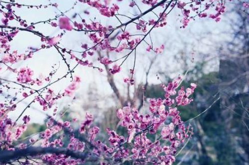 描写远处梅花的句子