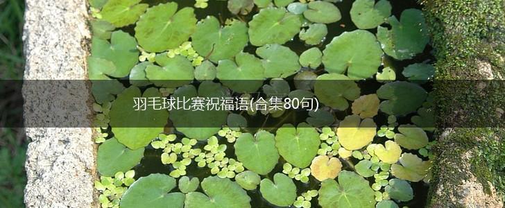 羽毛球比赛祝福语(合集80句),第1张