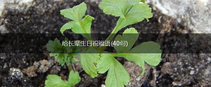 给长辈生日祝福语(40句),第1张