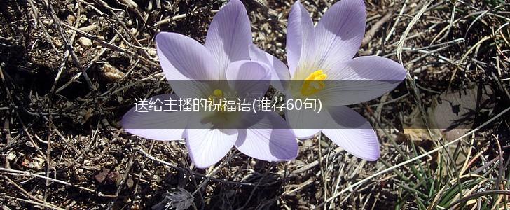送给主播的祝福语(推荐60句),第1张