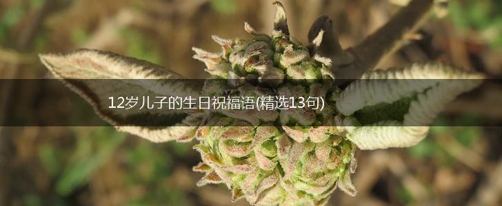 12岁儿子的生日祝福语(精选13句),第1张