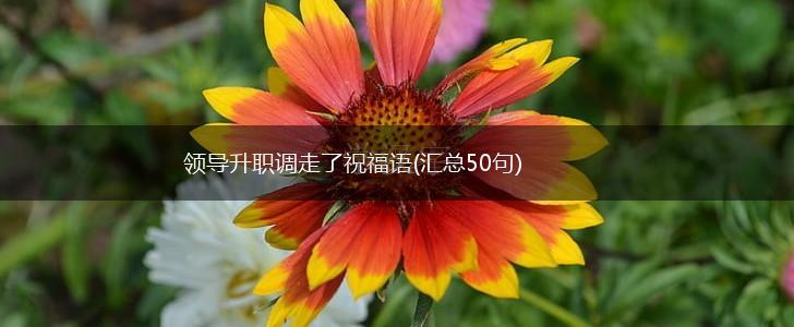 领导升职调走了祝福语(汇总50句),第1张