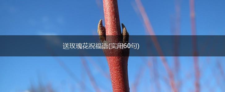 送玫瑰花祝福语(实用60句),第1张