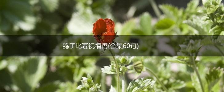 鸽子比赛祝福语(合集60句),第1张