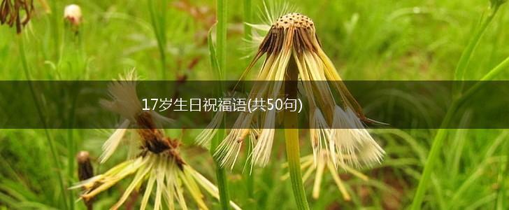 17岁生日祝福语(共50句),第1张