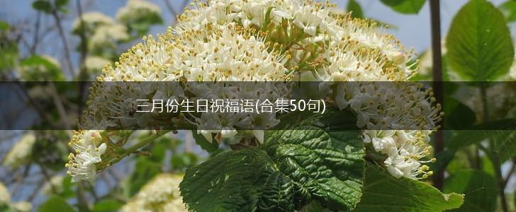三月份生日祝福语(合集50句),第1张