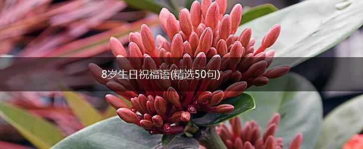 8岁生日祝福语(精选50句),第1张